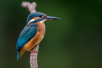 Eisvogel (Alcedo atthis)