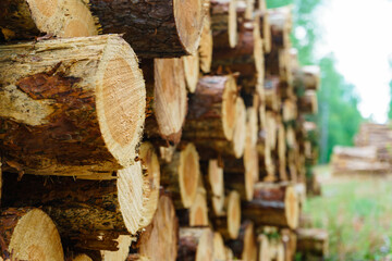 Pile of wood wooden logs in forest