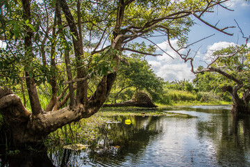 Sri lanka. Humedales y zonas pantanos. paseo en canoa