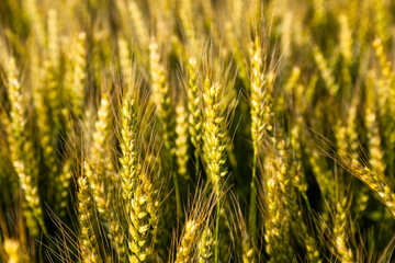 Landscape with a view of the field with ripe wheat