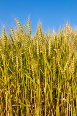 Obraz premium Wheat field with blue sky in background