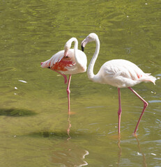A pair of flamingos