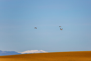 Bustards in flight. Otis takes. Comarca de Los Oteros, León, Spain.