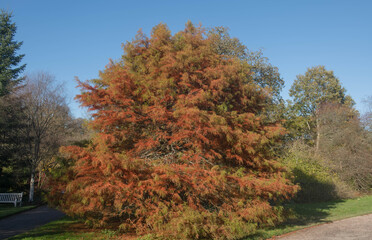 Autumn Foliage of a Bald or Swamp Cypress Tree (Taxodium distichum) with a Bright Blue Sky Background Growing in a Garden in Rural Devon, England, UK