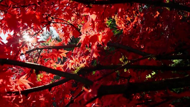 Red leaves maple tree in a garden