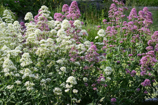 Closeup Centranus ruber and Centranthus alba with blurred background in garden