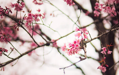 Fototapeta na wymiar Close-up cherry blossoms in filter pastel