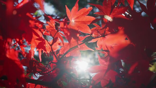Red maple leaves moving on wind