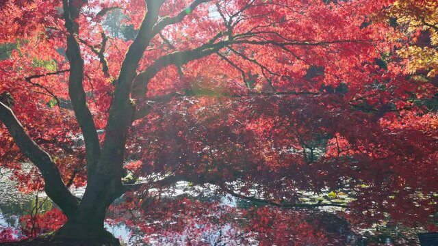 Red leaves maple tree in a garden