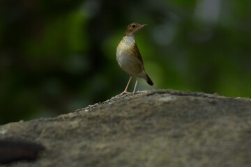 Females or birds that are not yet adults are brown mole. With faint scales on the neck and chest...