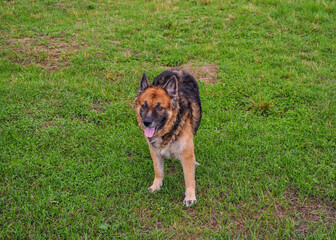 german shepherd dog