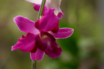 beautiful purple dendrobium orchid flowers