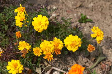 Yellow marigold flower in the garden.