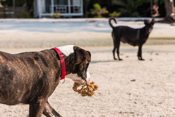 A cute Pittbull Terrier is playing at the beach