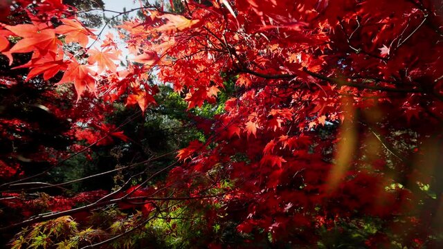 Zoom out red leaves maple tree in a garden