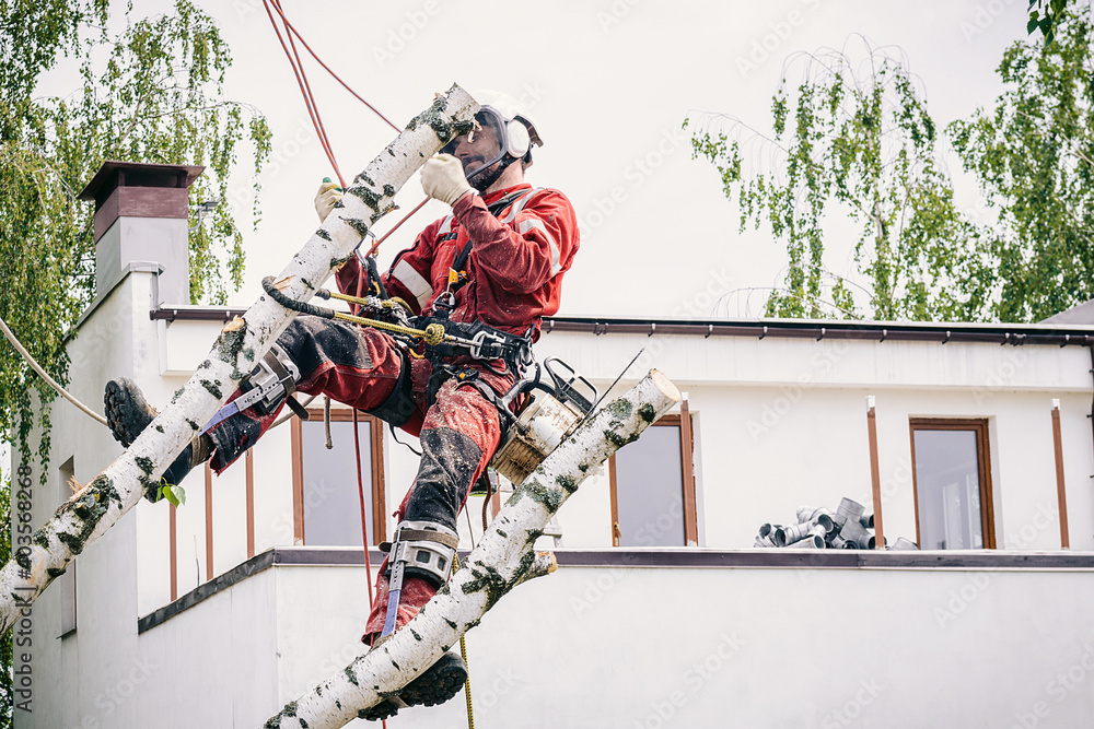 Canvas Prints Arborist cuts branches on a tree with a chainsaw, secured with safety ropes.