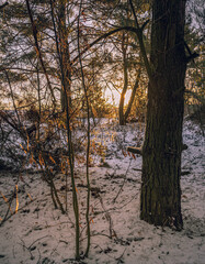 Obraz premium Winter forests