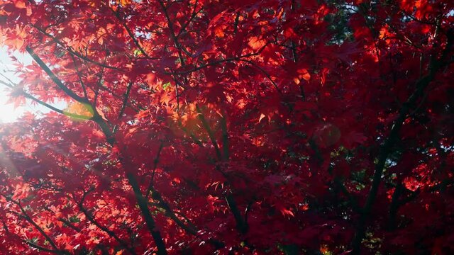Red leaves maple tree in a garden