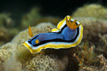 Nudibranch Chromodoris annae. Romblon Philippines.