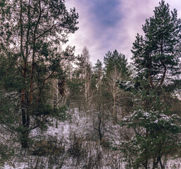 Obraz na płótnie Canvas Winter forests