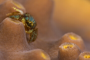 Coral gall crab (Pseudocryptochirus viridis). Romblon, Philippines.