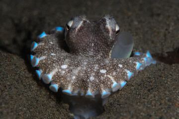 Coconut octopus - Amphioctopus marginatus. Romblon, Phillippines.