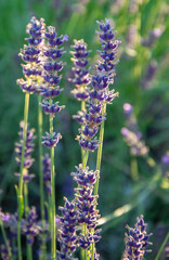 Close up of lavender flowers in the garden during the sunset. Lavandula Angustifolia in the bloom.