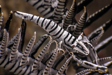 Crinoid Shrimp ( Laomenes amboinensis ). Romblon, Philippines. 