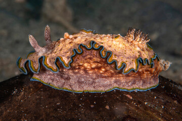 Glossodoris cincta Nudibranch. Romblon, Philippines.