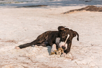 A cute Pittbull Terrier is playing at the beach