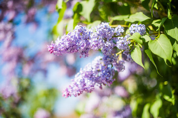 Branch of purple lilac flowers with the leaves on blurred