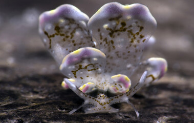 Nudibranch Cyerce Bourbonica. Romblon, Philipines. 