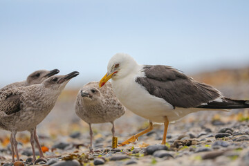 Seagull with cubs asking for food. Birds on beach.