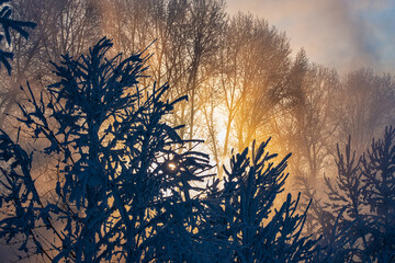 Obraz premium picturesque winter landscape view of trees covered with fresh snow at sunrise 