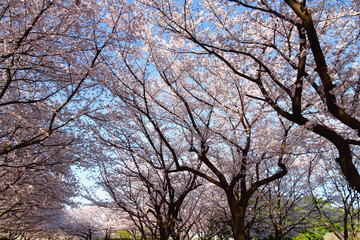空を覆う桜／川越水上公園（埼玉県）