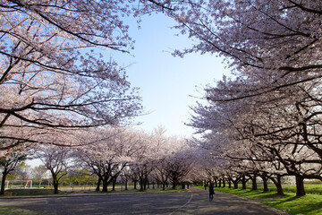 空を囲む桜／川越水上公園（埼玉県）