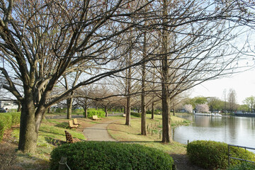 遊歩道とベンチが囲む池／川越水上公園（埼玉県）