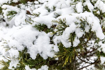 Pine branches with needles covered with hoarfrost and snow on frosty day. Falling snow. Frosty winter morning. Ecology concept.