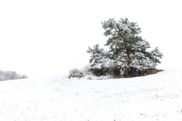 Lonely snowy pine. Winter moody landscape with a lonely pine tree in a white snowy field. Frosty winter morning. Ecology concept.