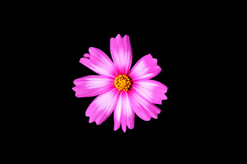 Cosmos flower