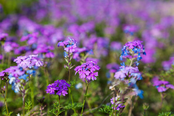 colorful pink moss phlox as background., Pink Moss Flower