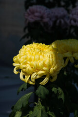 A big yellow dahlia flower on sunny day