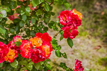 Fototapeta premium Beautiful red roses in a garden.