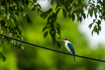 Fototapeta premium Collared kingfisher perching on the rope.