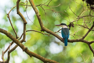 Collared kingfisher perching on the tree branch.