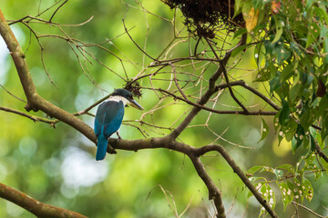 Obraz premium Collared kingfisher perching on the tree branch.