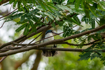 Collared kingfisher drying its wings.