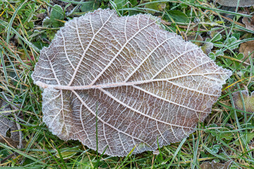 Ein gefrorenes Blatt mit Eiskristallen und Raureif in frostigem Gras auf einer Wiese im Winter