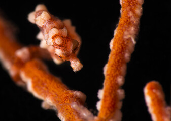 Denise's pygmy seahorse (Hippocampus denise). Underwater macro photography from Romblon, Philippines