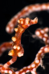 Denise's pygmy seahorse (Hippocampus denise). Underwater macro photography from Romblon, Philippines